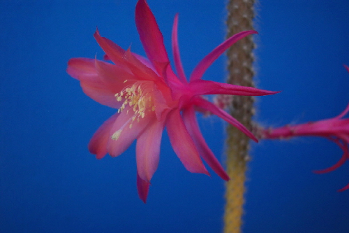 aporocactus mallisonii kw